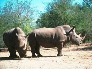 Fonds d'écran de rhinocéros