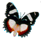 gifs animés de papillons