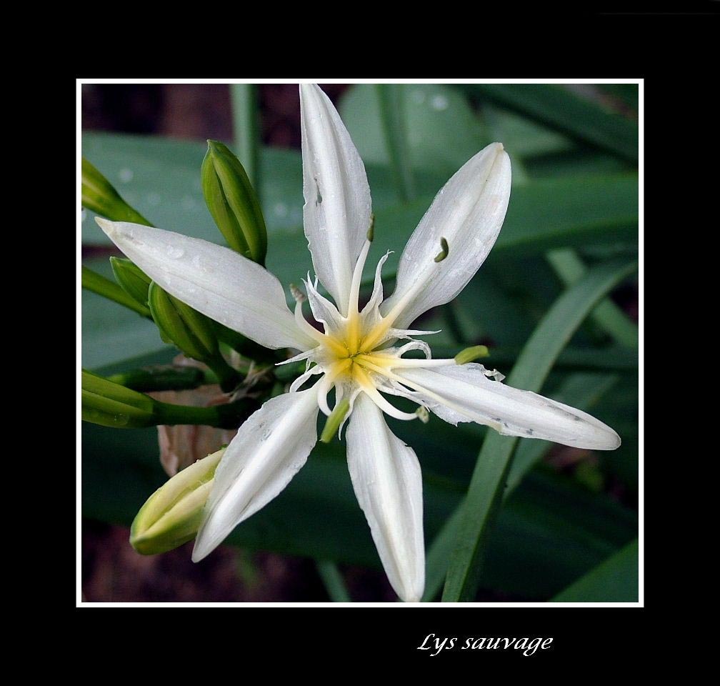 Les fonds d'écran de fleurs